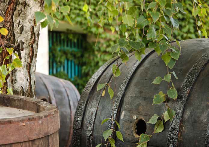 Vinobraní a burčákové slavnosti